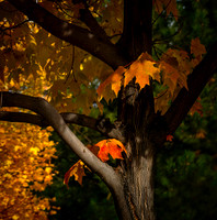 Falls Red & Gold Leaves