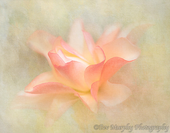 Begonia